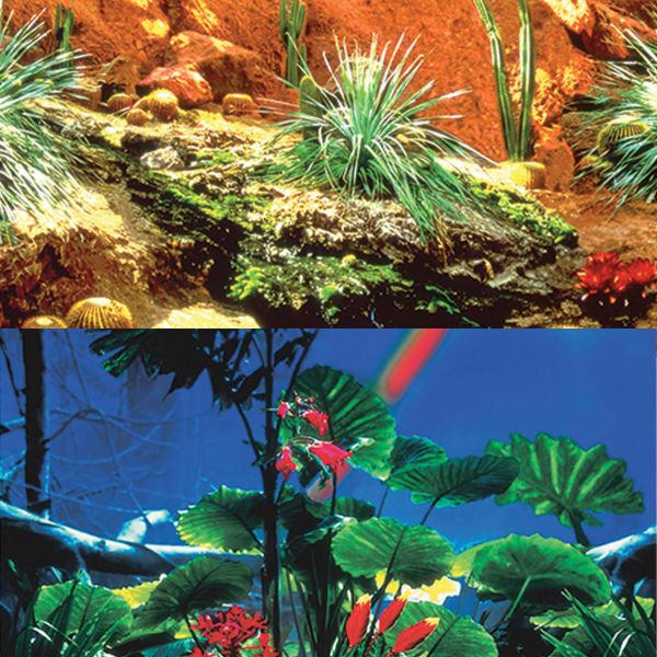Picture of Tide & Treasure™ Double-Back™ Bulk Roll - Cactus Garden/Rainforest - 22.25" x 50'