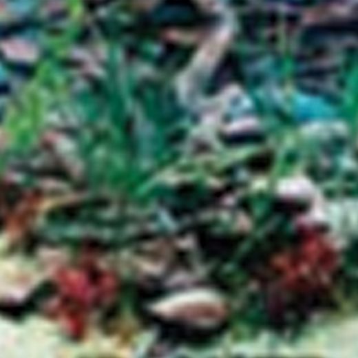 Picture of Tide & Treasure™ Double-Back™ Pre-Cut Background - Aquarama/Shalescape - Up 29 Gallons 