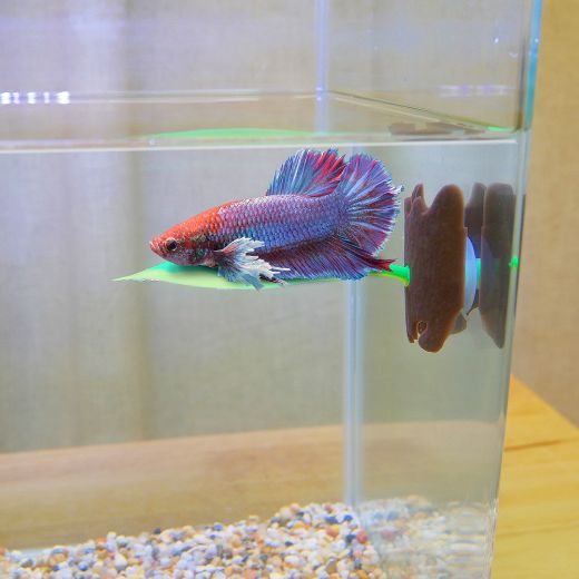 Picture of BETTA LEAF SILICON - GREEN