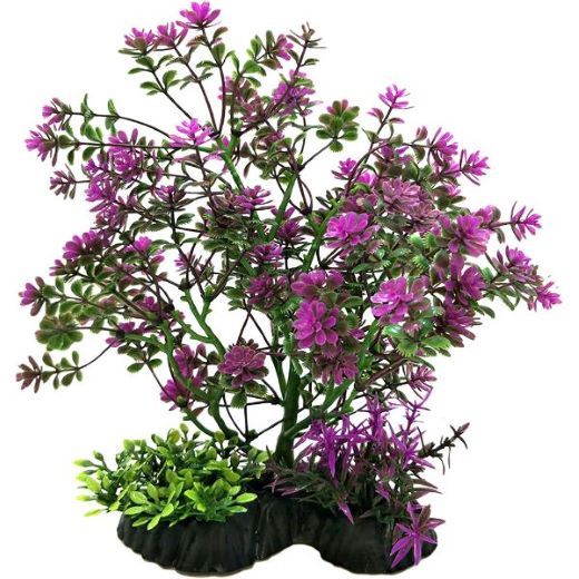 Picture for category Bonsai Trees
