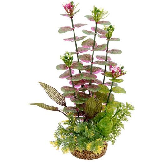 Picture for category Rock Plants