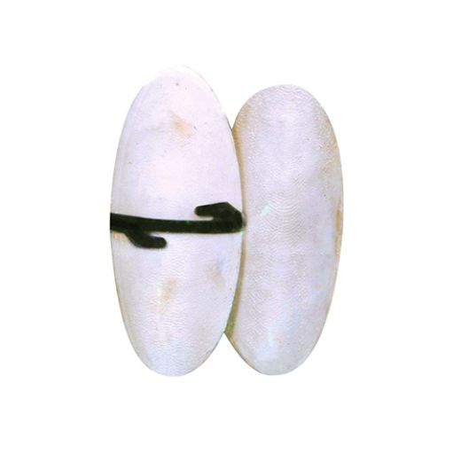 Bird Life™ Cuttlebone with Holder - Twin Pack